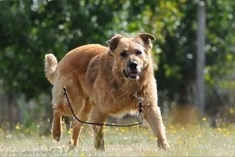 Teddy pójdzie za Tobą choćby w ogień- taki to Przy