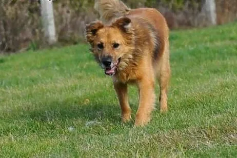 Teddy pójdzie za Tobą choćby w ogień- taki to Przy