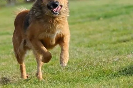 Teddy pójdzie za Tobą choćby w ogień- taki to Przy