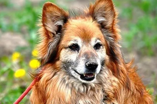 Murgiś kochany, długowłosy, wesoły psiak ADOPCJA, 