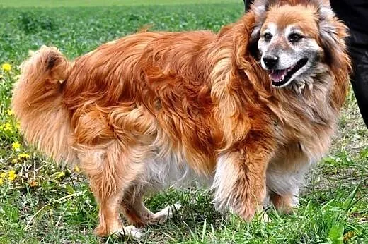 Murgiś kochany, długowłosy, wesoły psiak ADOPCJA, 