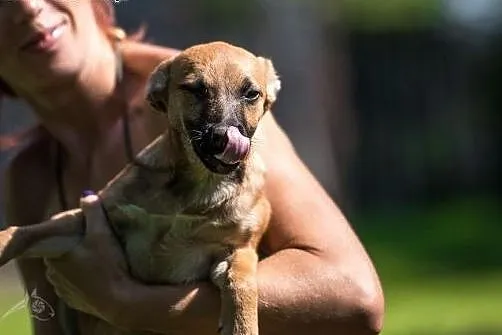 MALINA przebojowa i urocza psia dziewczyna ,  mazo