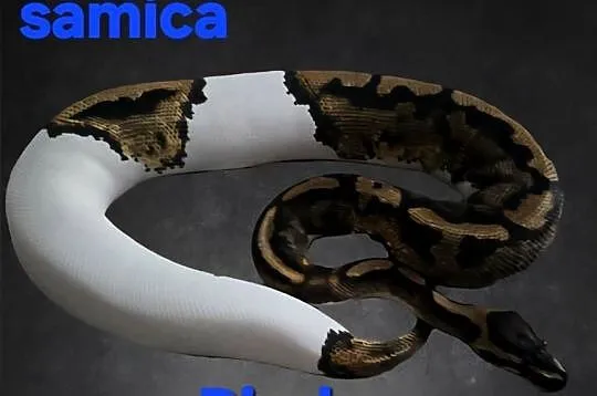 Piebald samica