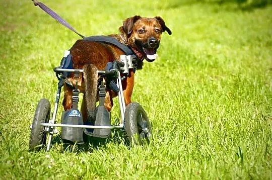 Wesoły niepełnosprawny psiak czeka na wymarzony do, Wrocław