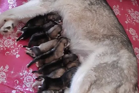 Dostępne szczenięta Alaskan Malamute ZKwP/FCI , Biczyce Dolne