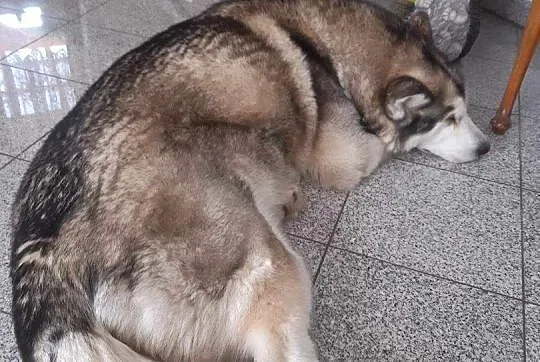 Dostępne szczenięta Alaskan Malamute ZKwP/FCI , Biczyce Dolne