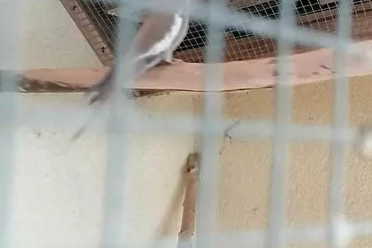 nimfa papuga młoda, Wielkopolskie, Gorzyce Wielkie
