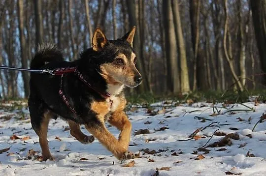 Reksio szuka domu! Pies, który potrafi przechodzić
