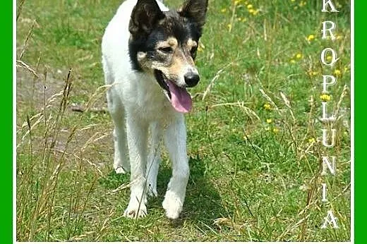 11kg,średnia,filigranowa,pływająco-aportująca,łagodna suczka KROPLUNIA.Adopcja,  małopolskie Kraków