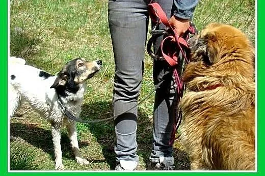 11kg,średnia,filigranowa,pływająco-aportująca,łago