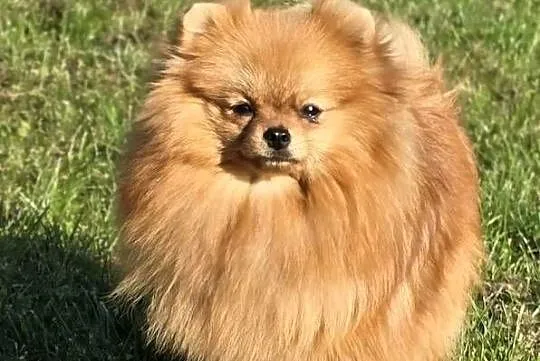 Pomeranian szpic miniaturowy zkwp FCI