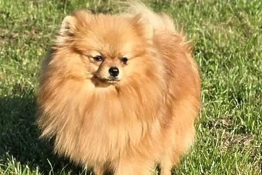 Pomeranian szpic miniaturowy zkwp FCI, Łódzkie, Piątkowisko