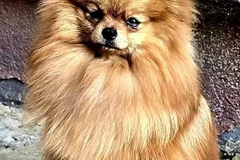 Pomeranian szpic miniaturowy zkwp FCI, Łódzkie, Piątkowisko