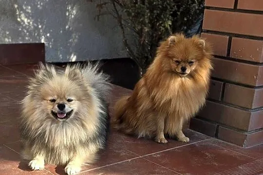 Pomeranian szpic miniaturowy zkwp FCI, Łódzkie, Piątkowisko