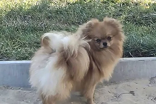 Pomeranian szpic miniaturowy zkwp FCI, Łódzkie, Piątkowisko