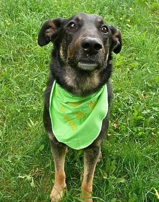 Dyziek - w typie ON - do adopcji!, mazowieckie Wa