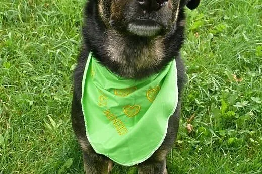Dyziek - w typie ON - do adopcji!, mazowieckie Warszawa