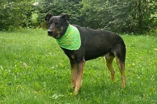 Dyziek - w typie ON - do adopcji!,  mazowieckie Wa