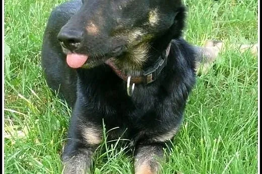 Dyziek - w typie ON - do adopcji!,  mazowieckie Wa