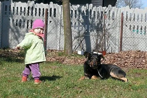 Dyziek - w typie ON - do adopcji!,  mazowieckie Wa