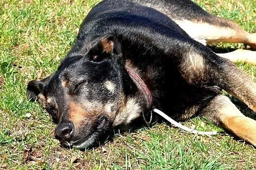 Dyziek - w typie ON - do adopcji!,  mazowieckie Wa