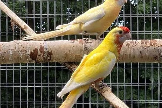 Witam dostępne młode Rozelle w mutacji pastelowej, Małopolskie, Proszowice
