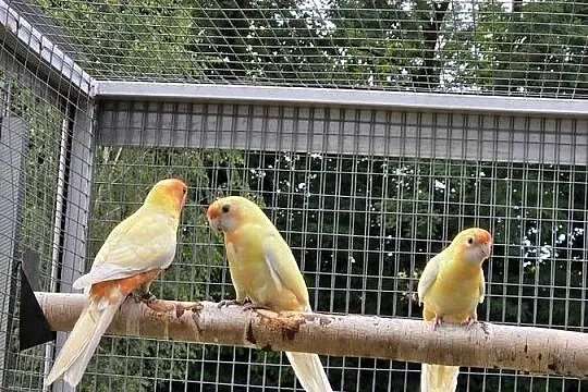 Witam dostępne młode Rozelle w mutacji pastelowej, Małopolskie, Proszowice