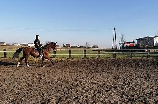Wałach SP do siodła, , Miejska