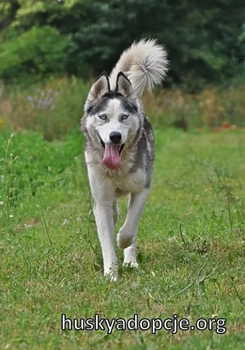 TROY- spokojny husky do adopcji, śląskie Katowice
