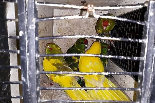 Papugi modrolotki, Strzelce Opolskie
