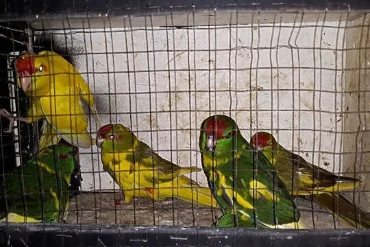 Papugi modrolotki, Strzelce Opolskie