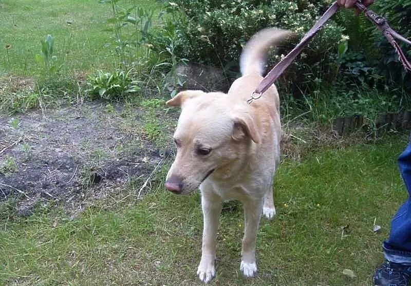 Biszkoptowy Cezar - mix labrador