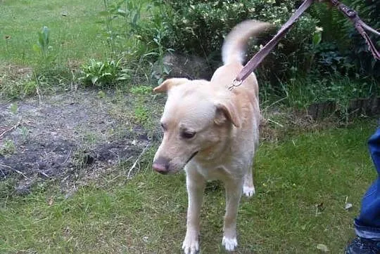 Biszkoptowy Cezar - mix labrador