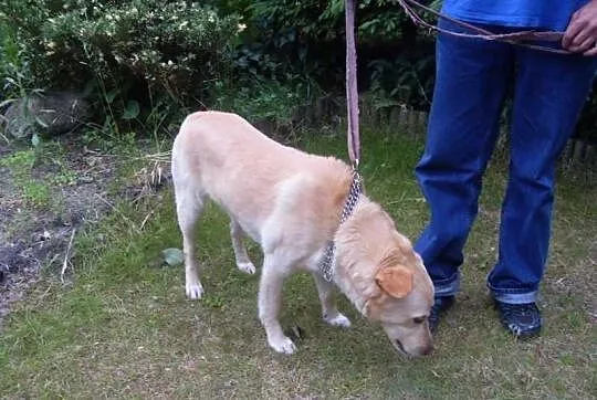Biszkoptowy Cezar - mix labrador