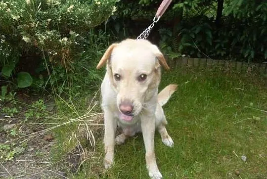 Biszkoptowy Cezar - mix labrador