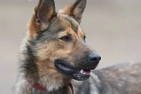 Maszka miła,energiczna suczka do adopcji.,  małopo