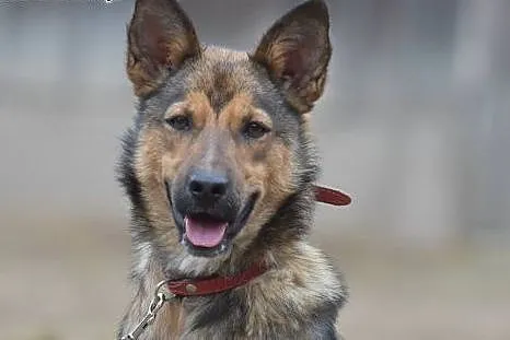 Maszka miła,energiczna suczka do adopcji.,  małopo