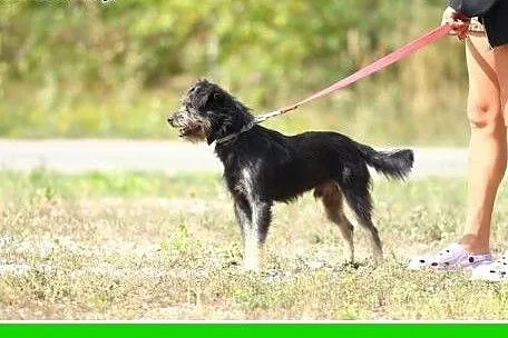 10 kg,wesoły,łagodny,przyjazny piesek SONIK,sznauc