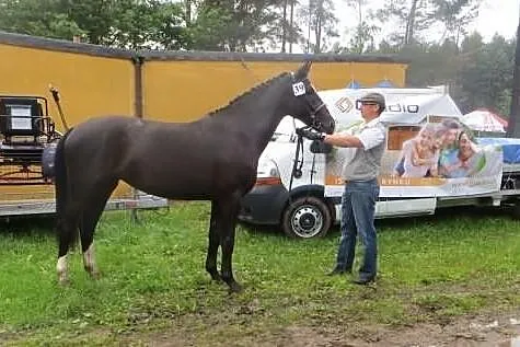 Sprzedam wybitną klacz śląską