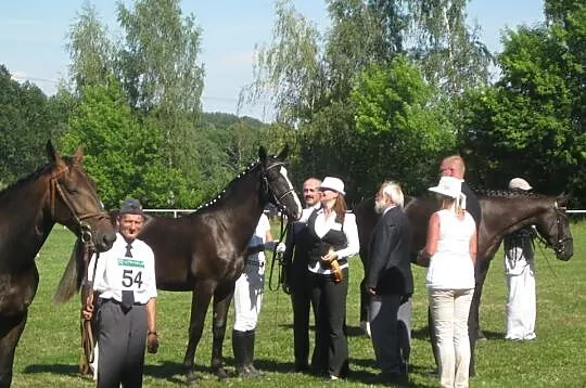 Sprzedam wybitną klacz śląską