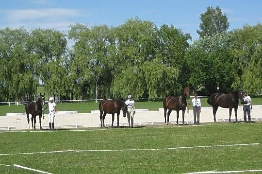 Sprzedam wybitną klacz śląską