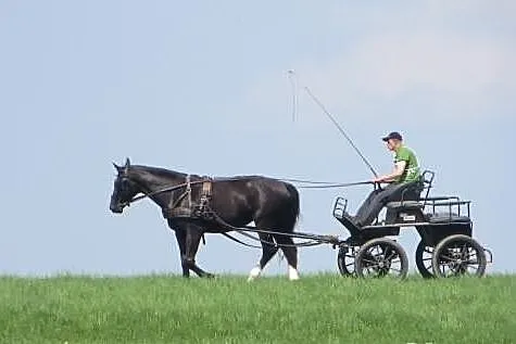 Sprzedam wybitną klacz śląską