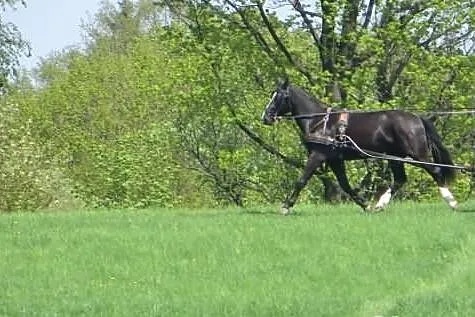 Sprzedam wybitną klacz śląską