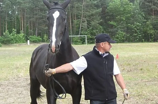 Sprzedam wybitną klacz śląską