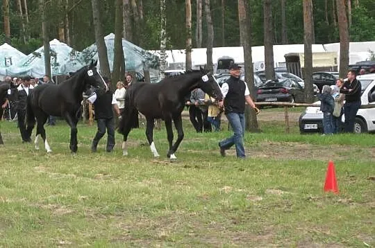 Sprzedam wybitną klacz śląską