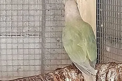 Rudosterki MINT RUDOSTERKA samiec, Wielkopolskie, Smólnik