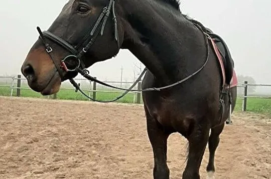 Doświadczona klacz do skoków, , 