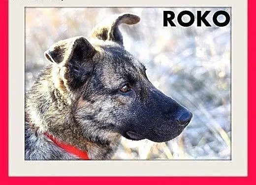 ROKO,28kg,owczarek,młody,wesoły,towarzyski pies.AD