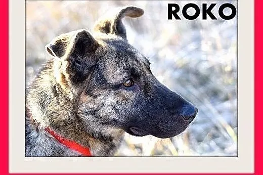 ROKO,28kg,owczarek,młody,wesoły,towarzyski pies.AD