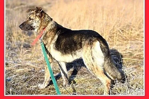 ROKO,28kg,owczarek,młody,wesoły,towarzyski pies.AD